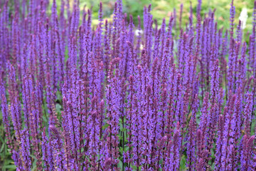 Purple Salvia nemorosa ‘Caradonna’, also known as Balkan clary in flower.