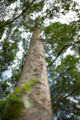 Obraz premium Towering trees in the forest
