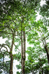 Towering trees in the forest