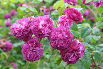 Purple Floribunda bush rose, rosa ‘Cardinal de Richelieu’ in flower.