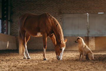 A horse and a Thai Ridgeback dog engage in a quiet exchange, in a stable bathed in natural light....