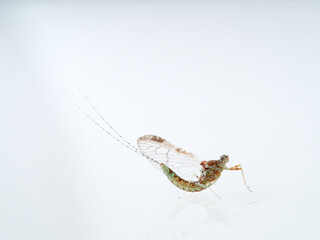 Pond Olive Mayfly in a white background. Cloen dipterum 
