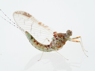 Pond Olive Mayfly in a white background. Cloen dipterum 