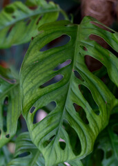 Leaves of Monstera Monkey Mask or Obliqua close-up. Selective focus with blurred background.