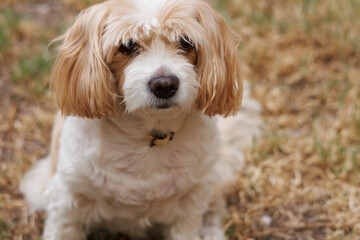Primer plano desde arriba de perro cavachon mirando a cámara, Alcoy, España