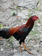 Gracefully rooster. colorful farm animal.
