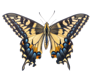 A butterfly with blue and orange spots on its wings