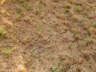 Dry mown grass on the ground top view