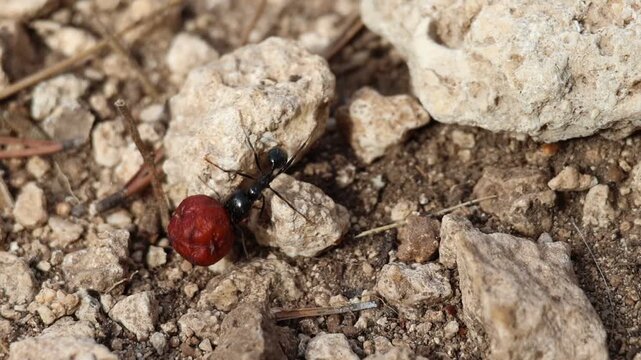 Hormiga cargando con baya de arbusto Juniperus oxycedrus en el parque natural Sierra de Mariola, Alcoy, Espa&ntilde;a