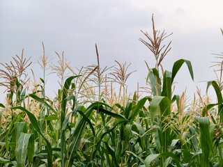 Fototapeta premium green corn field in agricultural garden. farming plants.