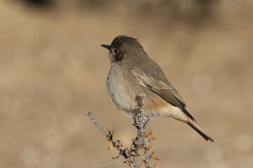 A Familiar chat (Cercomela familiaris) perched on top of a branch in the Kalahari