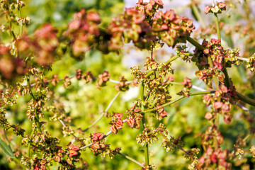 blooming colorful plants in the nature