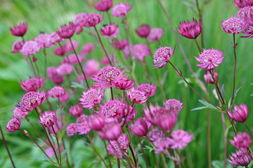 Red Astrantia major ‘Claret’, or Claret Masterwort in flower.