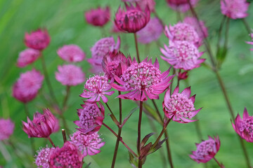 Red Astrantia major ‘Claret’, or Claret Masterwort in flower.