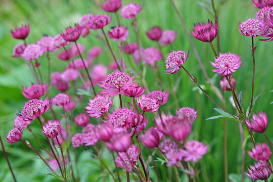 Red Astrantia major &lsquo;Claret&rsquo;, or Claret Masterwort in flower.