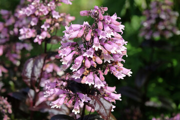 Pink and white Penstemon digitalis ‘Dakota Burgundy’ in flower. © Alexandra