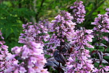 Pink and white Penstemon digitalis ‘Dakota Burgundy’ in flower. © Alexandra
