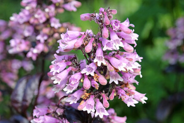Lilac Pink and white Penstemon digitalis ‘Dakota Burgundy’ in flower. © Alexandra