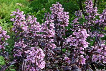Lilac Pink and white Penstemon digitalis ‘Dakota Burgundy’ in flower.