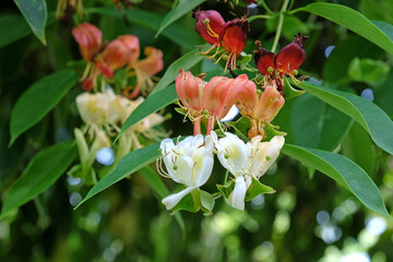 White and orange Lonicera calcarata, honeysuckle, in flower.