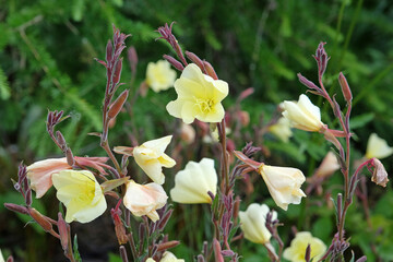 Yellow evening primrose Oenothera odorata ‘Apricot Delight’ in flower.