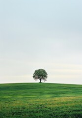 High-Quality Vertical Minimalist Landscape with Solitary Tree on a Green Hill - Ideal for Nature Photography and Inspirational Wall Art