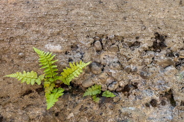 Fern plant growing in a dry stone concrete wall