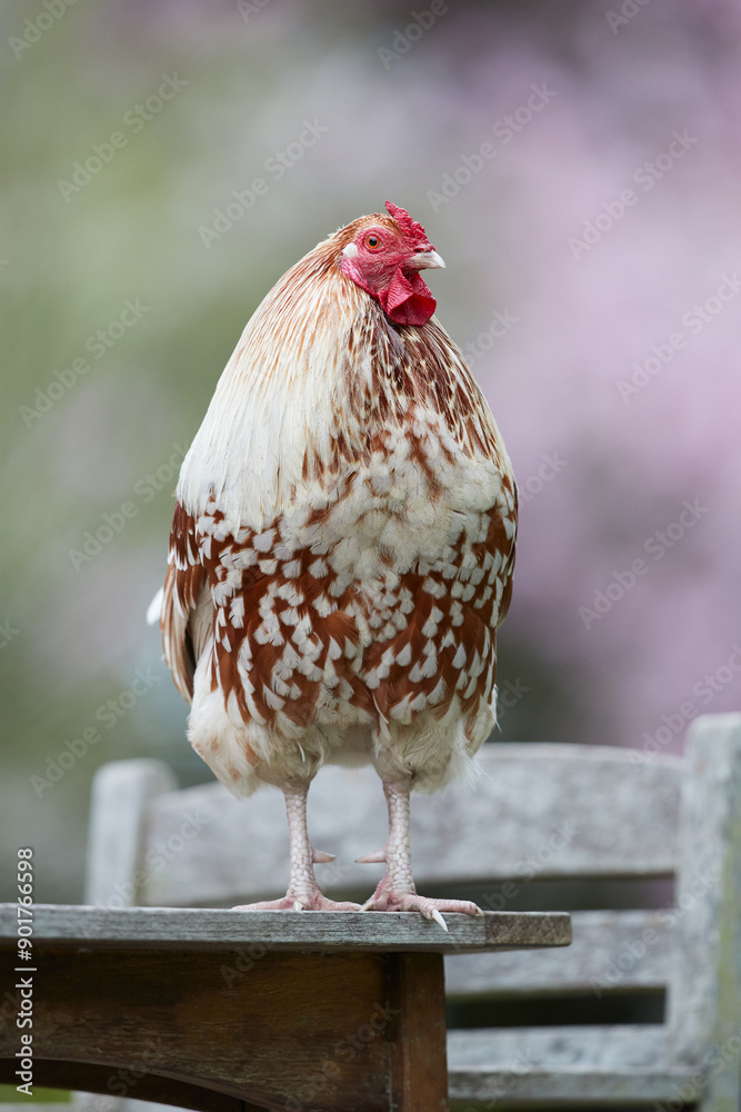 Sticker Rooster standing on terrace table in garden