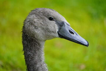 3 month old Mute Swan (Cygnus olor) (Cygnus olor) Anatidae family. Hanover, Germany.