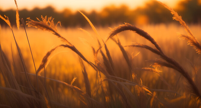 Desho grass at sunset in the evening. Generative AI