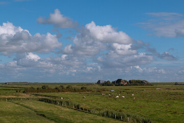 Salzwiesen mit Schafen und Haubarg auf der Halbinsel Eiderstedt bei Westerhever.