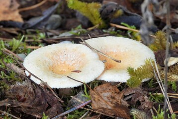 mushrooms in the forest