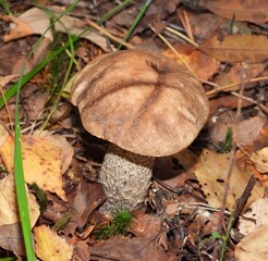 mushroom in the forest