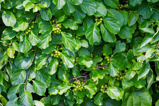 Woody vine (Celastrus orbiculatus) Oriental bittersweet as well as Chinese , Asian, round-leaved and Asiatic bittersweet is  invasive species in eastern North America