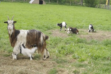 Ch&egrave;vre des foss&eacute;s et chevreaux