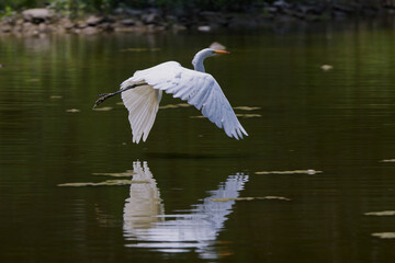 The great egret (Ardea alba) in flight. This bird also known as the common egret, large egret, or  great white egret or great white heron