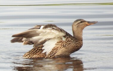 duck on the water