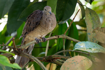 Barred Cuckoo-dove - Macropygia unchall, beautiful colored dove native to forests and woodlands to South and Southeast Asia, Malaysia.