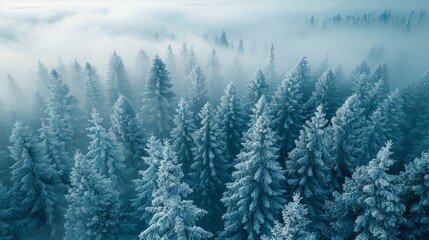 Obraz premium Majestic Frost-Laden Pine Forest Under a Misty Winter Sky at Dawn. Generative AI