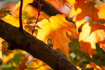 Maple leaves on a tree in September in Wisconsin.