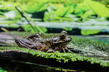 American Bullfrog