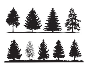 Set of pine trees silhouette isolated on white background. Eight wild nature trees templates in Black.	