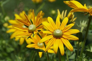 Bright yellow flowers of Rudbeckia Hirta ‘Prairie Sun’