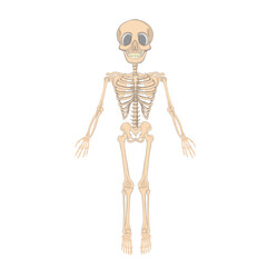 full skeleton human bones vector