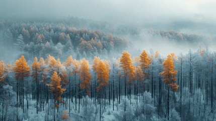 Obraz premium Misty Forest Landscape With Golden Autumn Trees in Early Morning Light. Generative AI