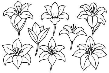 Lily line art illustration Design Concepts