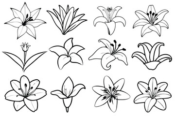 Lily line art illustration Design Concepts