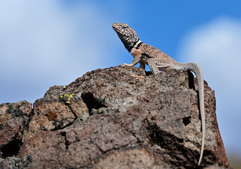 A Great Basin Collared Lizard (Crotaphytus bicinctores) in the high desert of Nevada.
