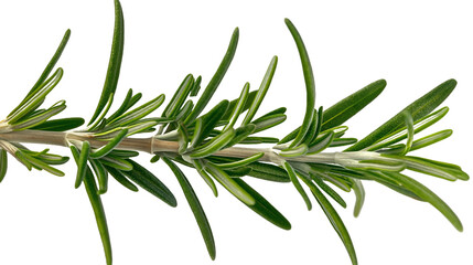 Fototapeta premium Fresh rosemary sprig showcasing vibrant green leaves and a healthy texture.