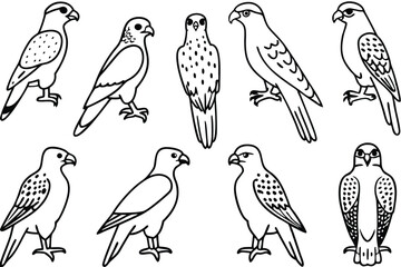Falcon line art illustration Design Concepts